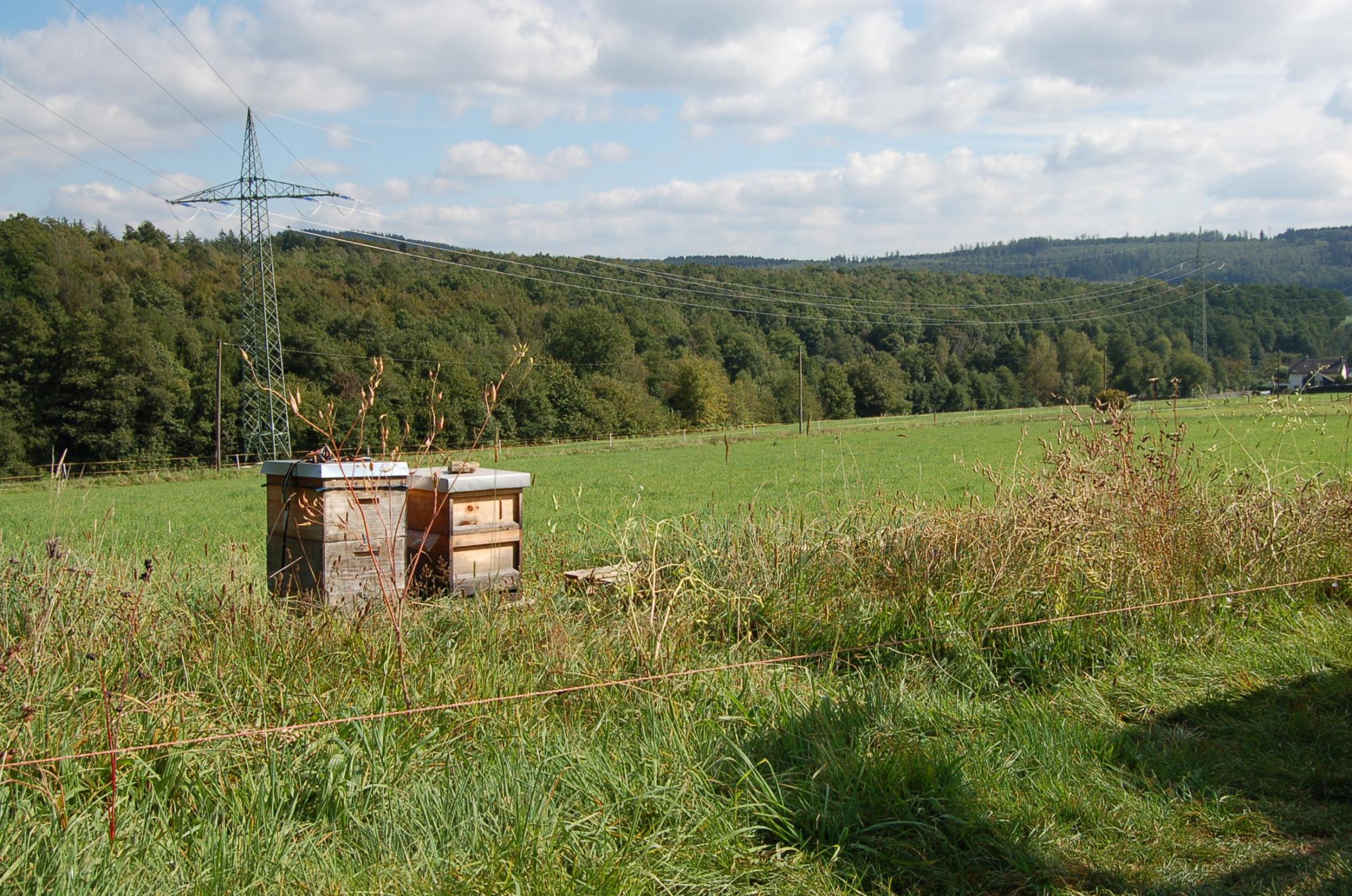 Bienengarten im September 2016