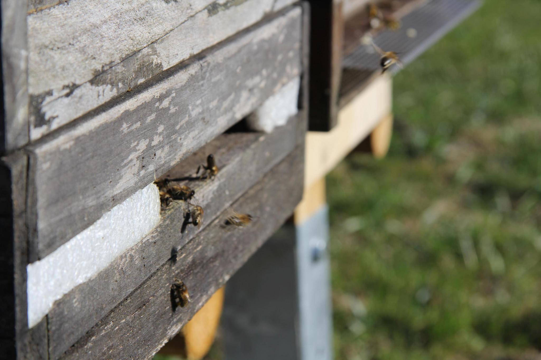 Bänke im Bienengarten