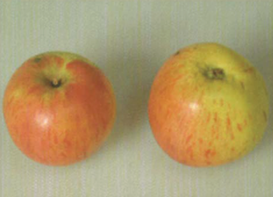 Freudenberger Nützerling Apfel