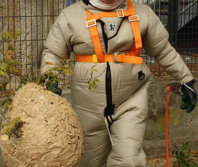 entferntes Nest der Vespa Velutina